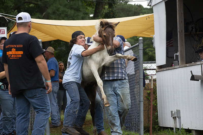 Chincoteague Wild Ponies : Richard Moore : Photographer : Photojournalist